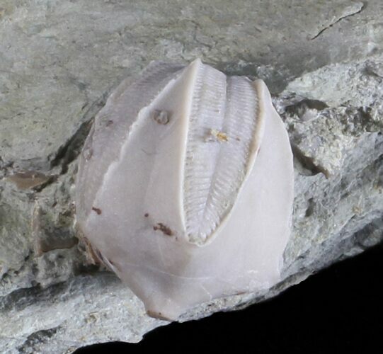 Blastoid (Pentremites) Fossil - Illinois #60116